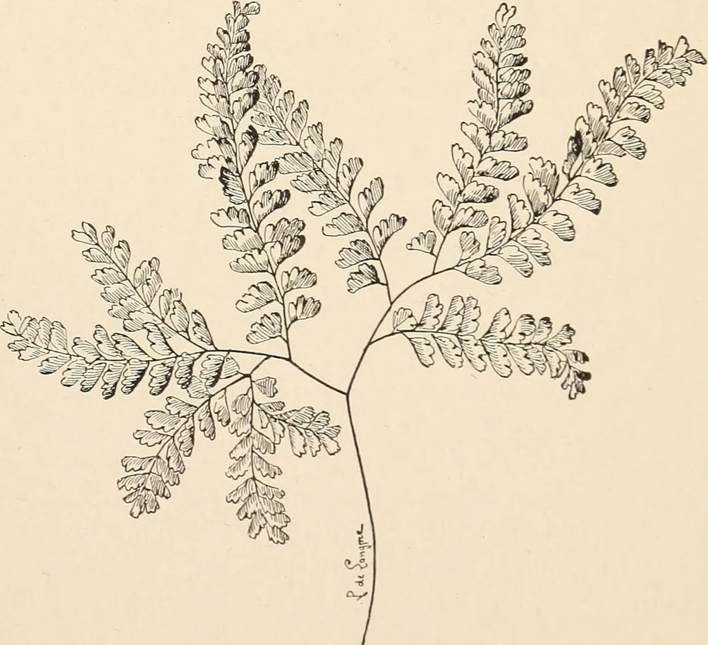 An illustration from The woman's book, dealing practically with the modern conditions of home-life, self-support, education, opportunties, and every-day problems, 1894, leaf 78
