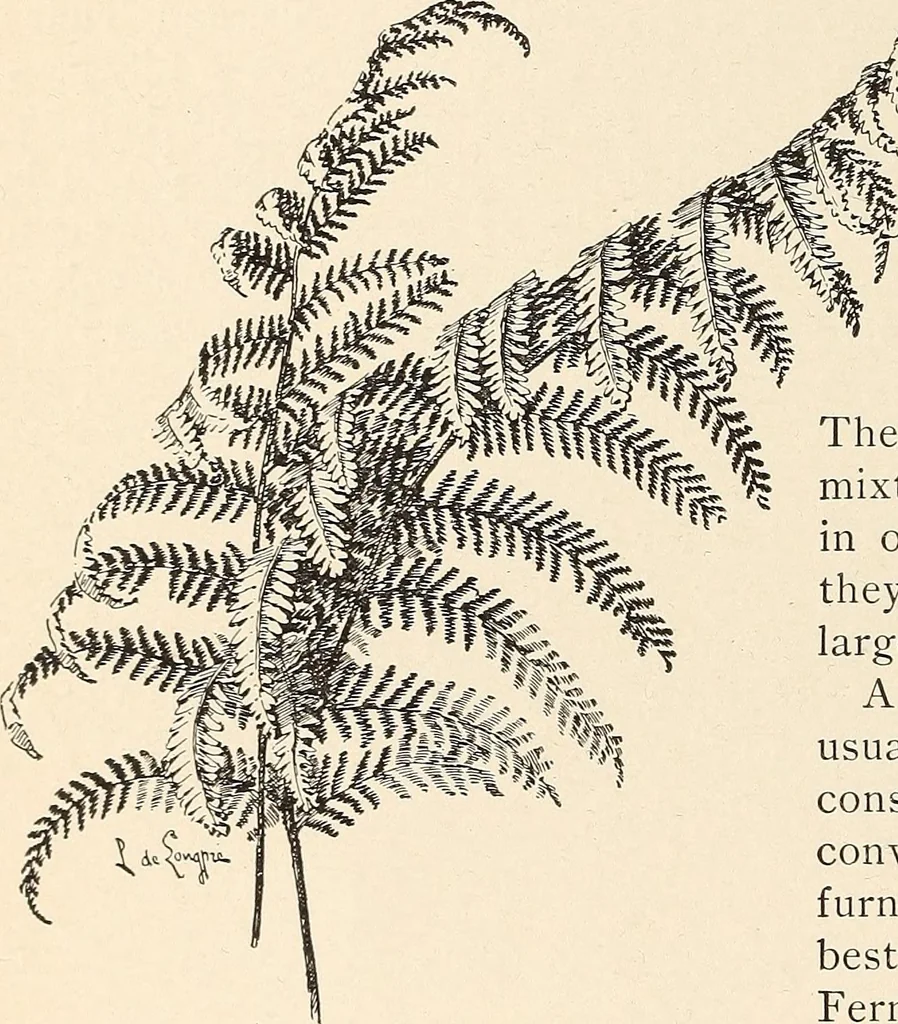 An illustration from The woman's book, dealing practically with the modern conditions of home-life, self-support, education, opportunties, and every-day problems, 1894, leaf 79
