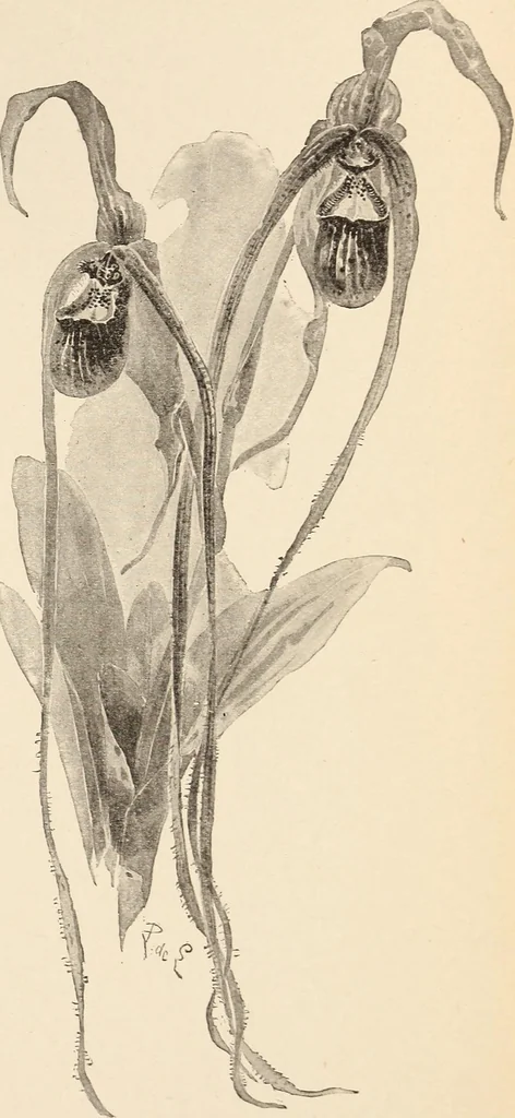 An illustration from The woman's book, dealing practically with the modern conditions of home-life, self-support, education, opportunties, and every-day problems, 1894, leaf 80