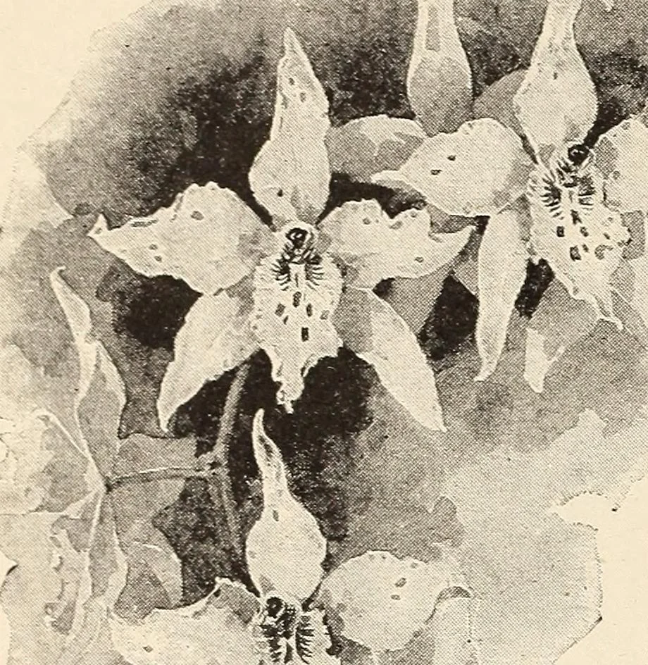 An illustration from The woman's book, dealing practically with the modern conditions of home-life, self-support, education, opportunties, and every-day problems, 1894, leaf 81