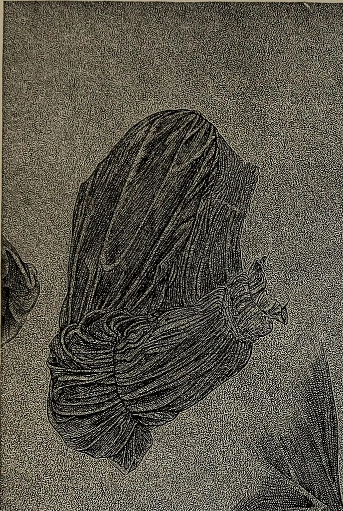 An illustration from The woman's book : dealing practically with the modern conditions of home-life, self-support, education, opportunties, and every-day problems, 1894, leaf 223