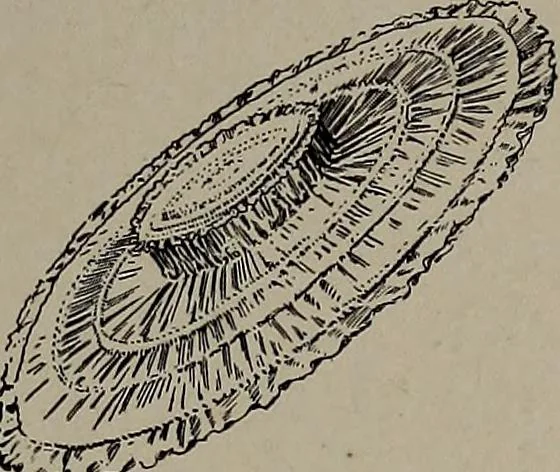 An illustration from The woman's book : dealing practically with the modern conditions of home-life, self-support, education, opportunties, and every-day problems, 1894, leaf 272