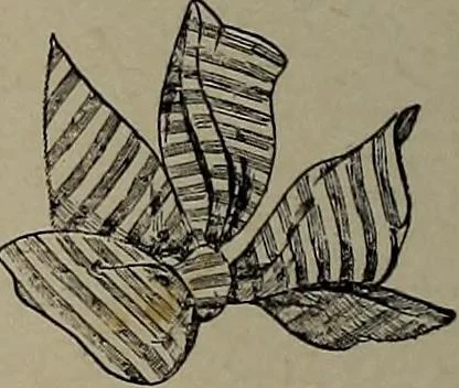 An illustration from The woman's book : dealing practically with the modern conditions of home-life, self-support, education, opportunties, and every-day problems, 1894, leaf 273