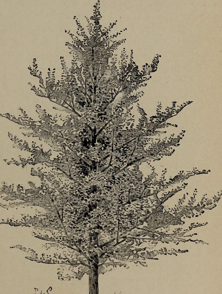 An illustration from The woman's book : dealing practically with the modern conditions of home-life, self-support, education, opportunties, and every-day problems, 1894, leaf 34