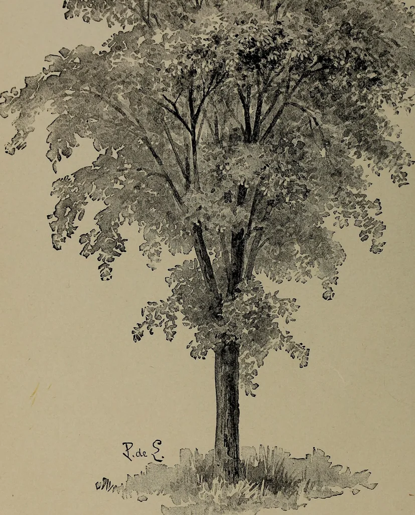 An illustration from The woman's book : dealing practically with the modern conditions of home-life, self-support, education, opportunties, and every-day problems, 1894, leaf 41