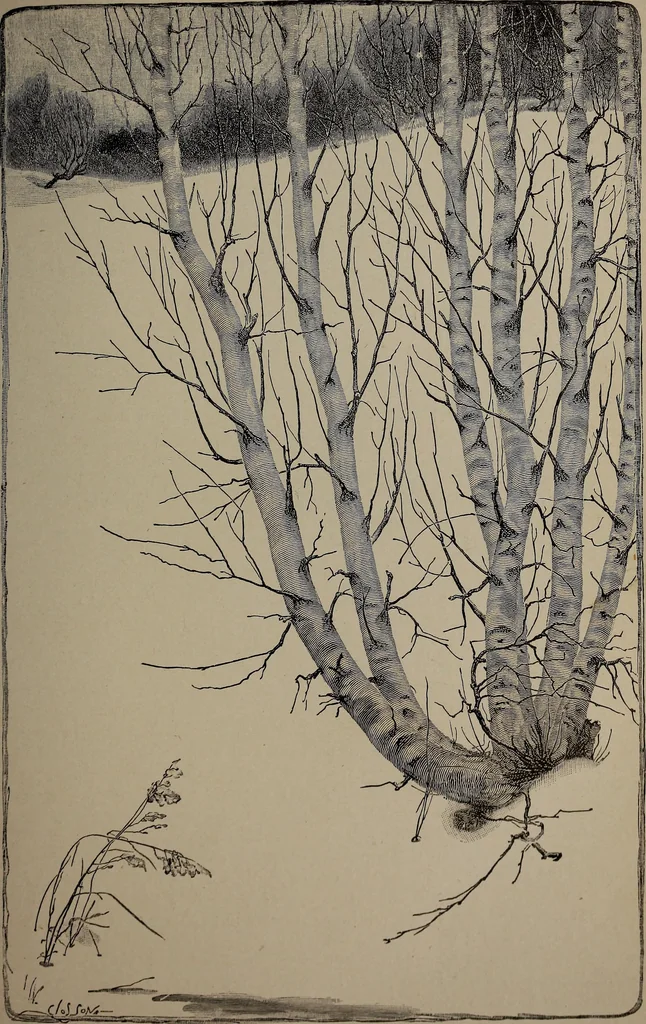 An illustration from The woman's book : dealing practically with the modern conditions of home-life, self-support, education, opportunties, and every-day problems, 1894, leaf 44