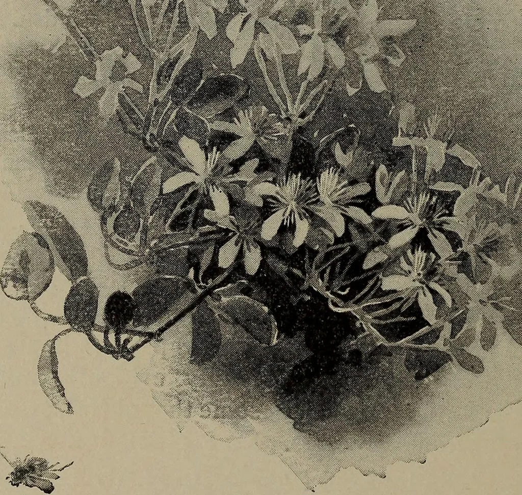 An illustration from The woman's book : dealing practically with the modern conditions of home-life, self-support, education, opportunties, and every-day problems, 1894, leaf 51
