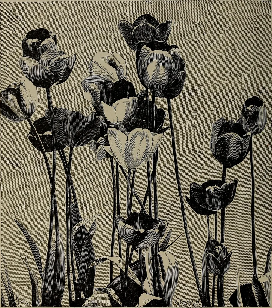 An illustration from The woman's book : dealing practically with the modern conditions of home-life, self-support, education, opportunties, and every-day problems, 1894, leaf 61