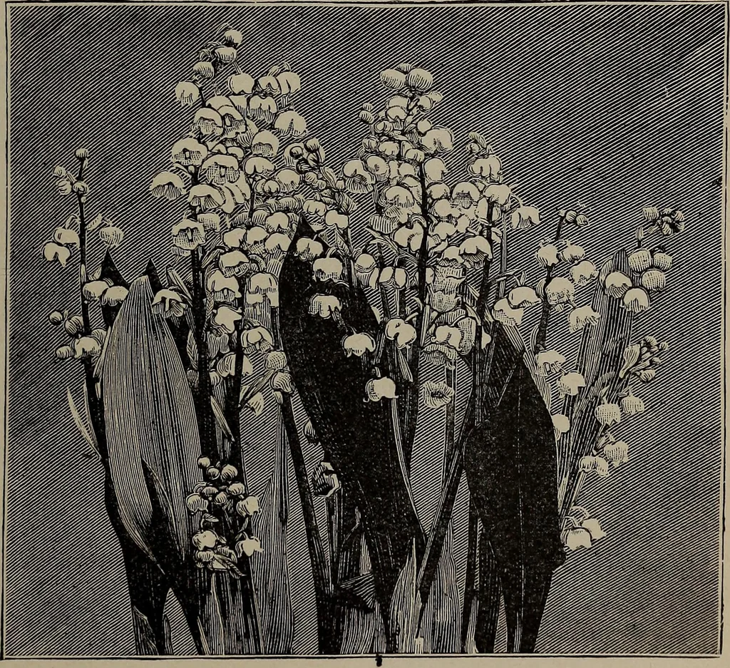 An illustration from The woman's book : dealing practically with the modern conditions of home-life, self-support, education, opportunties, and every-day problems, 1894, leaf 66
