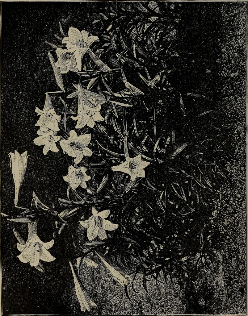 An illustration from The woman's book : dealing practically with the modern conditions of home-life, self-support, education, opportunties, and every-day problems, 1894, leaf 67