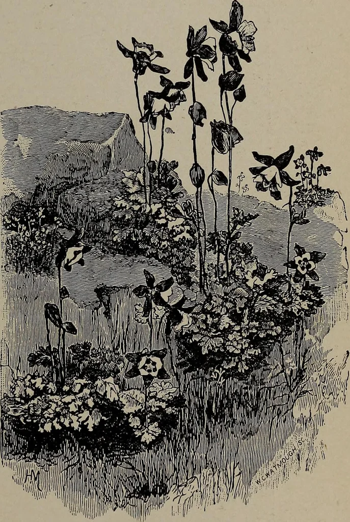 An illustration from The woman's book : dealing practically with the modern conditions of home-life, self-support, education, opportunties, and every-day problems, 1894, leaf 68