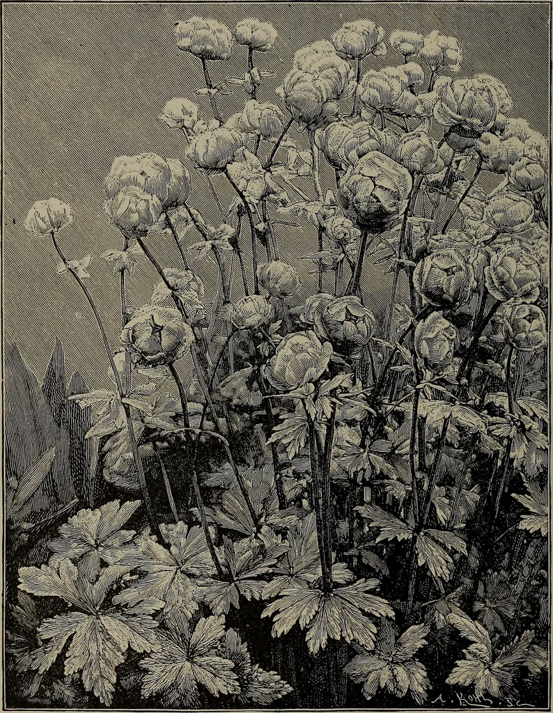 An illustration from The woman's book : dealing practically with the modern conditions of home-life, self-support, education, opportunties, and every-day problems, 1894, leaf 69