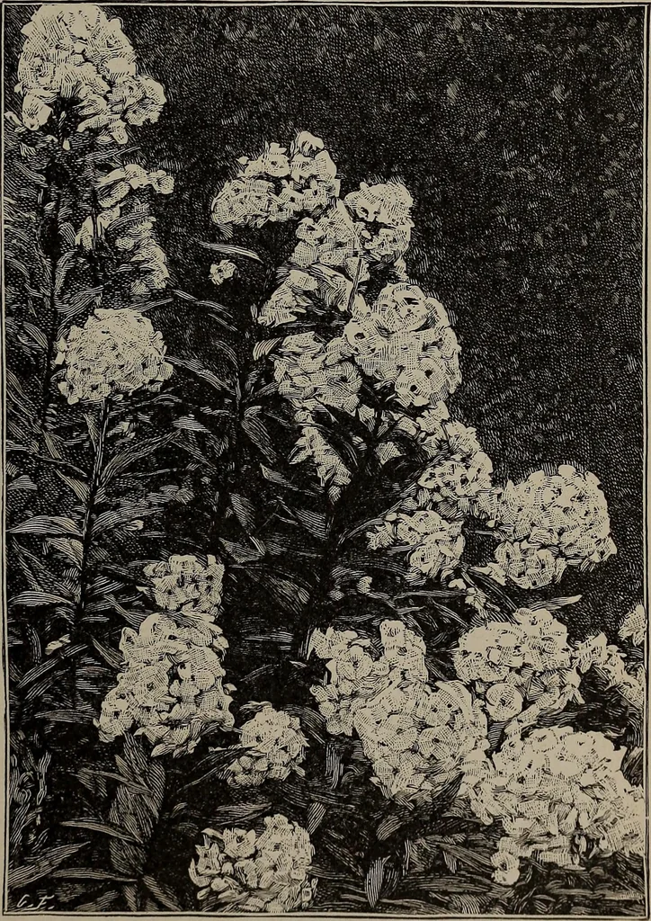 An illustration from The woman's book : dealing practically with the modern conditions of home-life, self-support, education, opportunties, and every-day problems, 1894, leaf 70