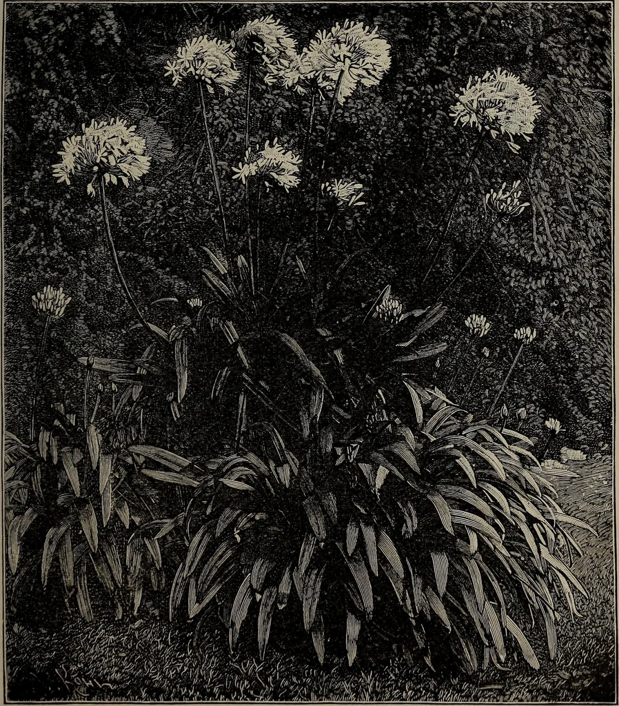 An illustration from The woman's book : dealing practically with the modern conditions of home-life, self-support, education, opportunties, and every-day problems, 1894, leaf 72
