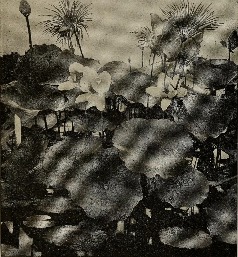 An illustration from The woman's book : dealing practically with the modern conditions of home-life, self-support, education, opportunties, and every-day problems, 1894, leaf 77