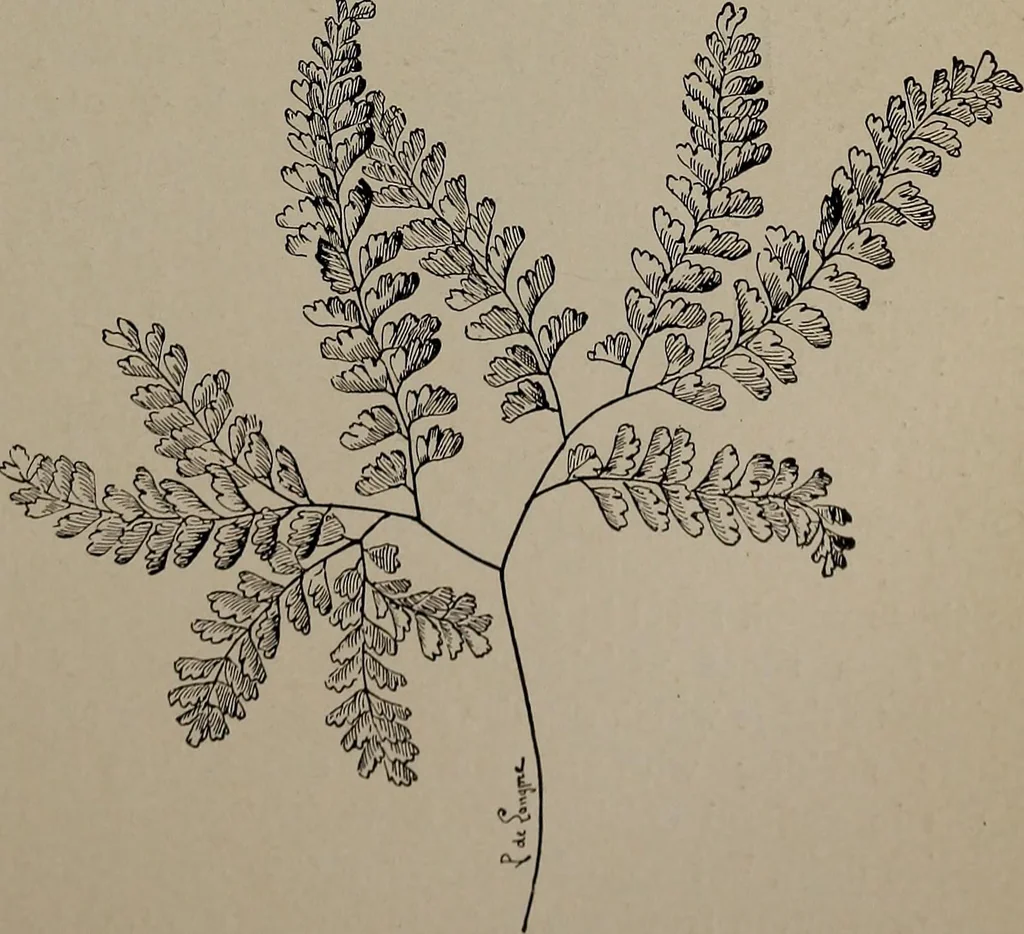 An illustration from The woman's book : dealing practically with the modern conditions of home-life, self-support, education, opportunties, and every-day problems, 1894, leaf 78