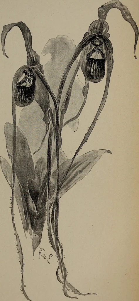 An illustration from The woman's book : dealing practically with the modern conditions of home-life, self-support, education, opportunties, and every-day problems, 1894, leaf 80