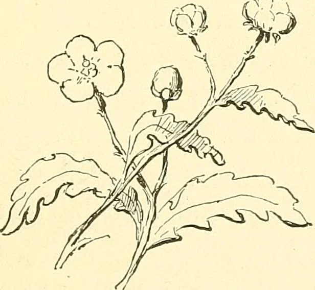 An illustration from Woman’s handiwork in modern homes, by Constance Cary Harrison; with numerous illustrations and five colored plates from designs by Samuel Colman, Rosina Emmet, George Gibson, and others, 1881, leaf 102