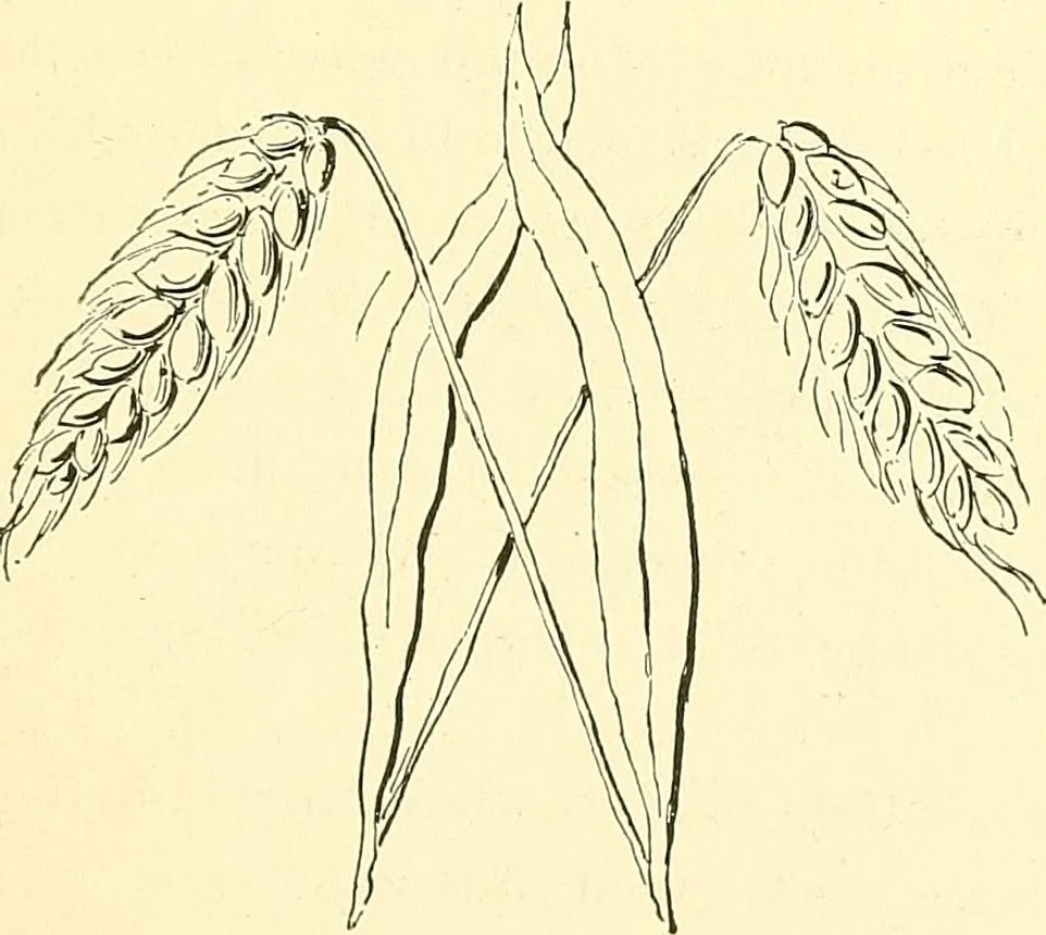 An illustration from Woman’s handiwork in modern homes, by Constance Cary Harrison; with numerous illustrations and five colored plates from designs by Samuel Colman, Rosina Emmet, George Gibson, and others, 1881, leaf 116