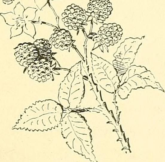 An illustration from Woman’s handiwork in modern homes, by Constance Cary Harrison; with numerous illustrations and five colored plates from designs by Samuel Colman, Rosina Emmet, George Gibson, and others, 1881, leaf 124