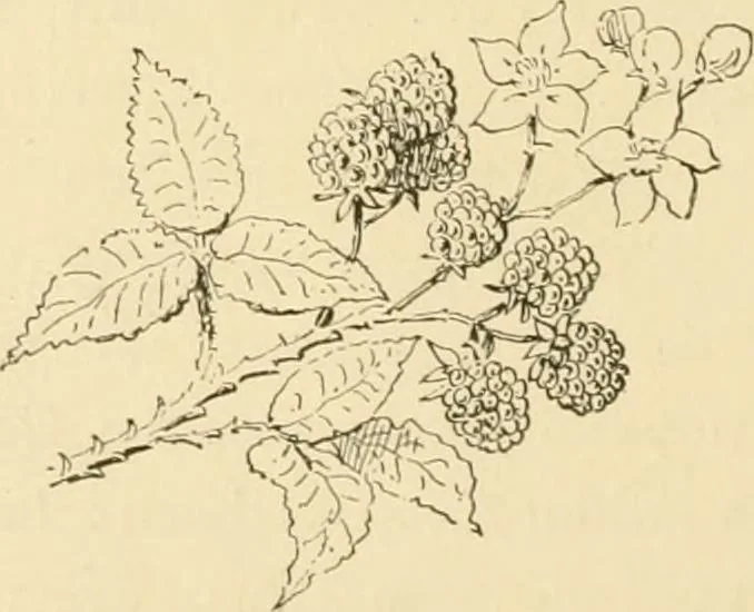 An illustration from Woman’s handiwork in modern homes, by Constance Cary Harrison; with numerous illustrations and five colored plates from designs by Samuel Colman, Rosina Emmet, George Gibson, and others, 1881, leaf 213