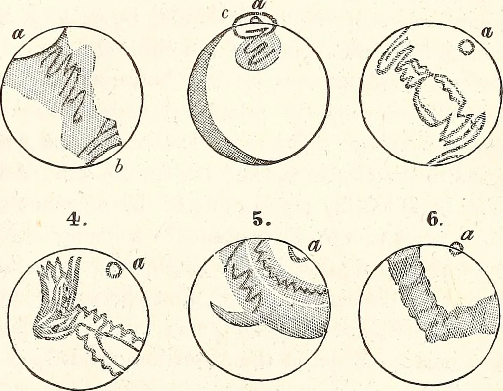 An illustration from The wonders of the heavens, being a popular view of astronomy, including a full illustration of the mechanism of the heavens; embracing the sun, moon, and stars, with descriptions of the planets, comets, fixed stars, double stars, the constellations, the galaxy, or milky-way, the zodiacal light, aurora borealis, or norhtern lights, meteors, clouds, falling stars, aërolites, &c, 1837, leaf 220
