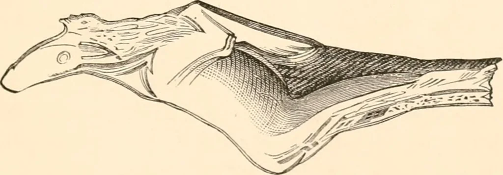 An illustration from Wonders of sculpture, 1873, leaf 18