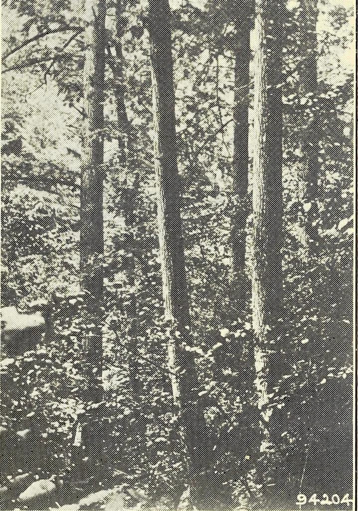 An illustration from Wood-using industries of Pennsylvania, 1914, leaf 9