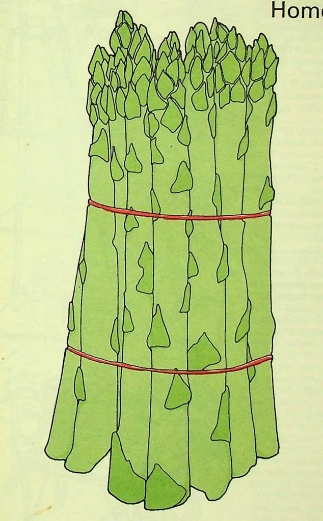 An illustration from Woodward & Lothrop - Housewares 1974, 1974, leaf 0