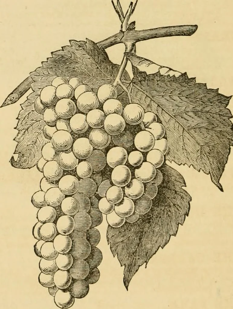 An illustration from Woodward's architecture and rural art : landscape gardening, and rural art, 1867, leaf 131