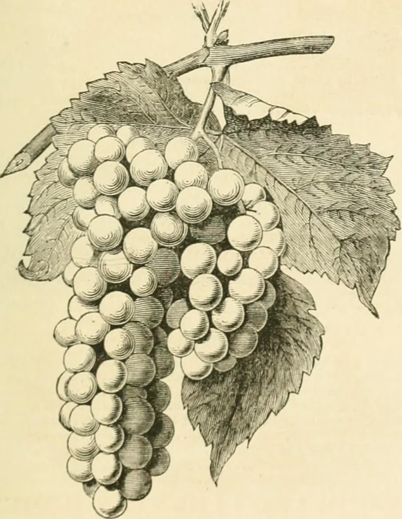 An illustration from Woodward's architecture, landscape gardening, and rural art. no. I.--1867 [-no. II.--1868], 1872, leaf 132
