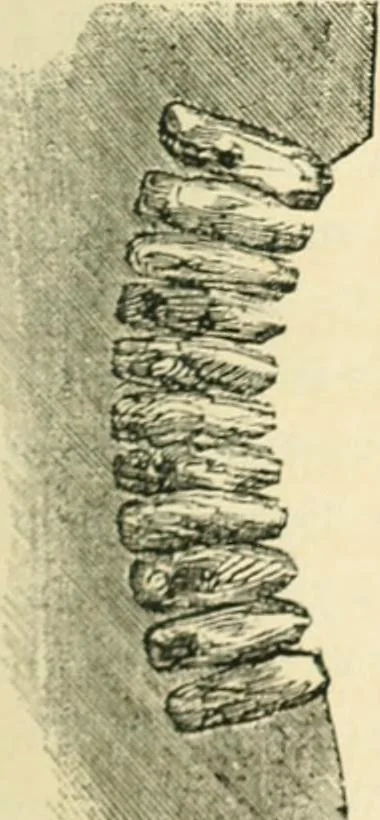 An illustration from Woodward's architecture, landscape gardening, and rural art. no. I.--1867 [-no. II.--1868], 1872, leaf 38
