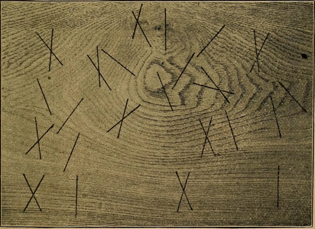 An illustration from Woodwork for the grades, for use in manual training classes; fully illustrated with three hundred half-tone engravings from actual shop practice, and many working drawings of educational shop problems, 1913, leaf 132