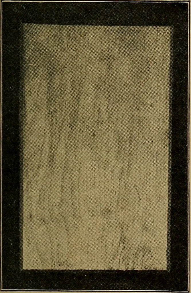 An illustration from Woodwork for the grades, for use in manual training classes; fully illustrated with three hundred half-tone engravings from actual shop practice, and many working drawings of educational shop problems, 1913, leaf 96