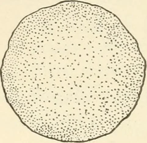 An illustration from Woodwork for secondary schools; a text-book for high schools and colleges, prevocational and elementary industrial schools, 1916, leaf 17