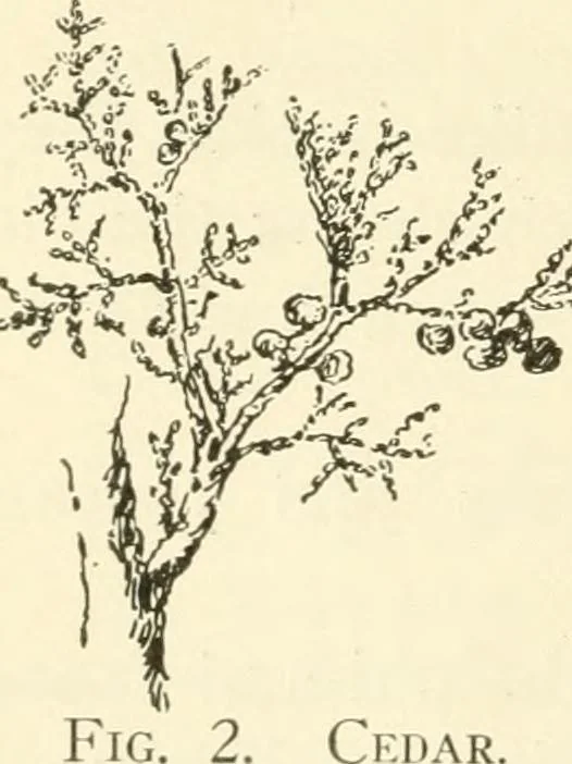An illustration from Woodwork for secondary schools; a text-book for high schools and colleges, prevocational and elementary industrial schools, 1916, leaf 17