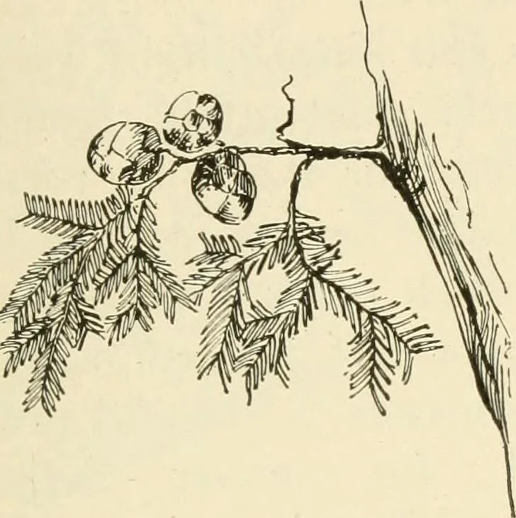An illustration from Woodwork for secondary schools; a text-book for high schools and colleges, prevocational and elementary industrial schools, 1916, leaf 18