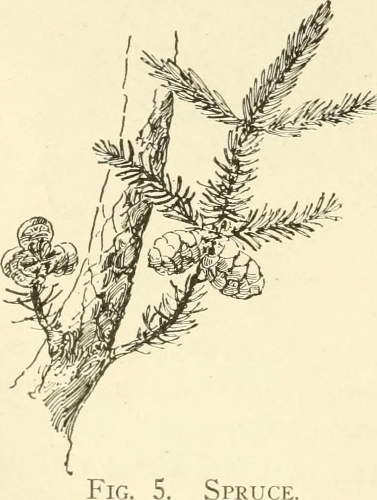 An illustration from Woodwork for secondary schools; a text-book for high schools and colleges, prevocational and elementary industrial schools, 1916, leaf 19