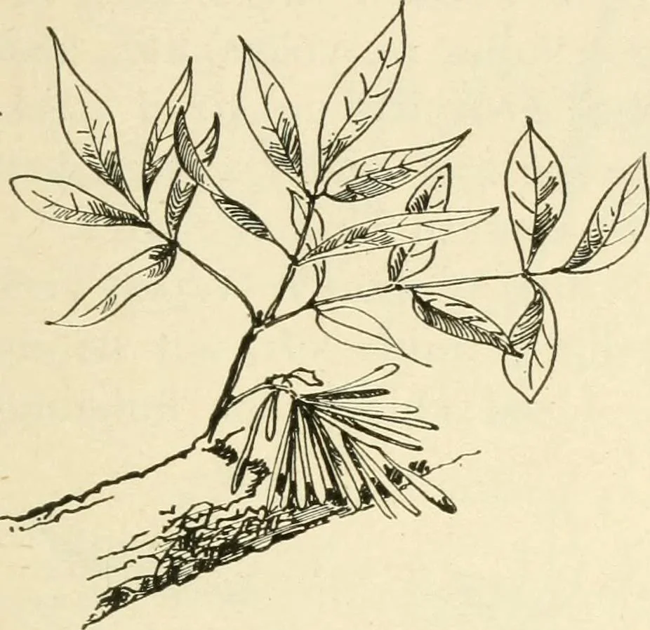 An illustration from Woodwork for secondary schools; a text-book for high schools and colleges, prevocational and elementary industrial schools, 1916, leaf 20