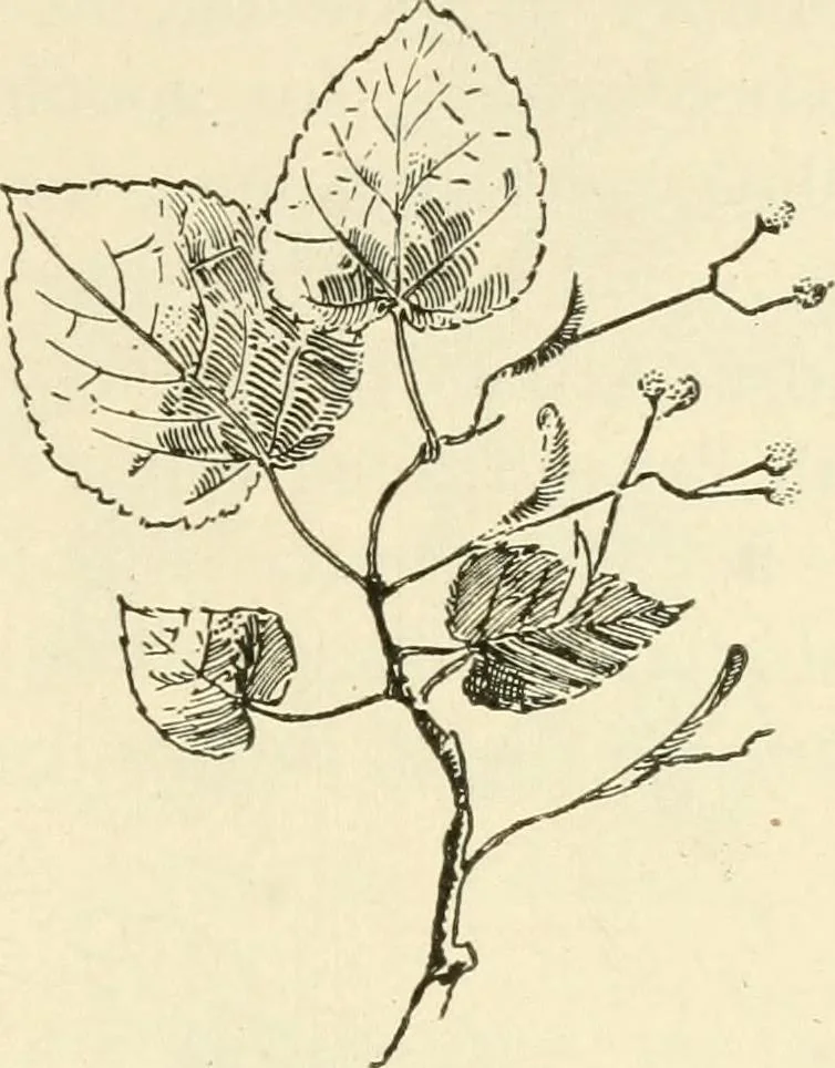 An illustration from Woodwork for secondary schools; a text-book for high schools and colleges, prevocational and elementary industrial schools, 1916, leaf 20
