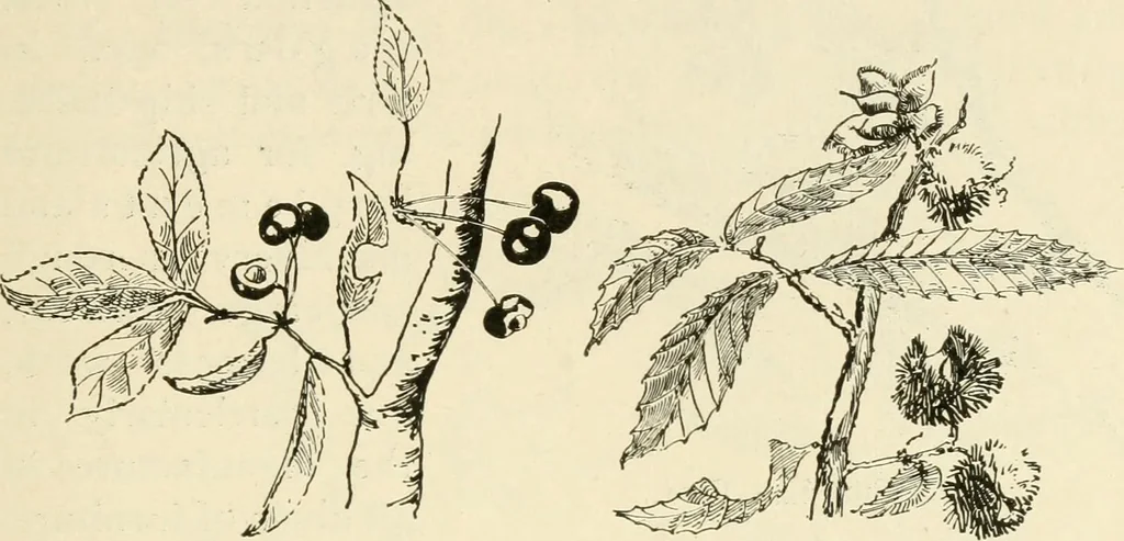 An illustration from Woodwork for secondary schools; a text-book for high schools and colleges, prevocational and elementary industrial schools, 1916, leaf 22