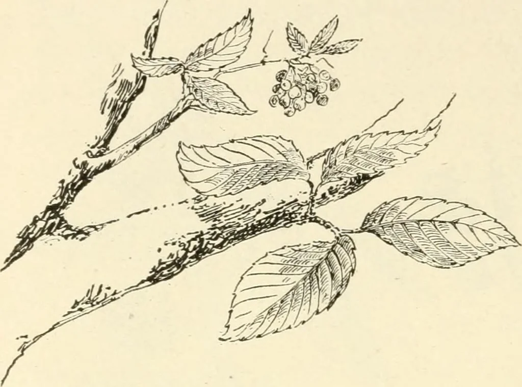 An illustration from Woodwork for secondary schools; a text-book for high schools and colleges, prevocational and elementary industrial schools, 1916, leaf 23
