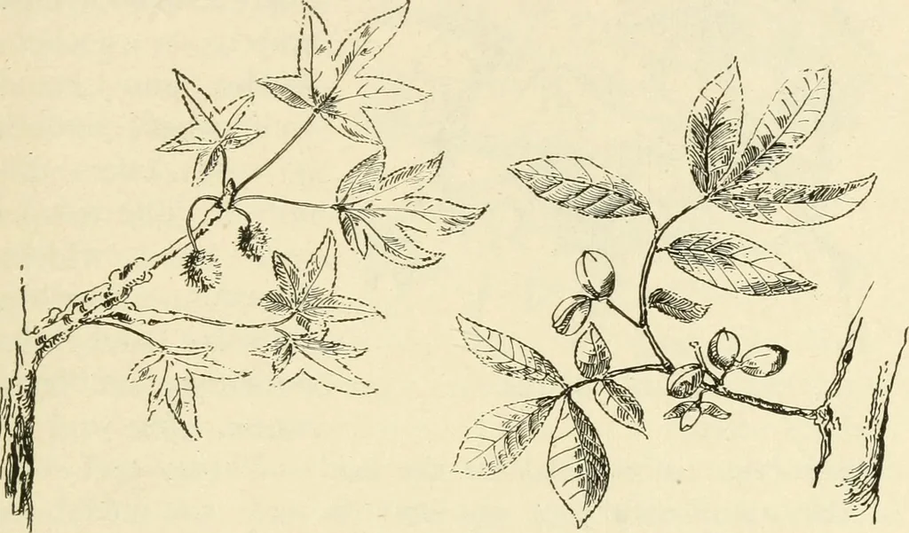 An illustration from Woodwork for secondary schools; a text-book for high schools and colleges, prevocational and elementary industrial schools, 1916, leaf 24