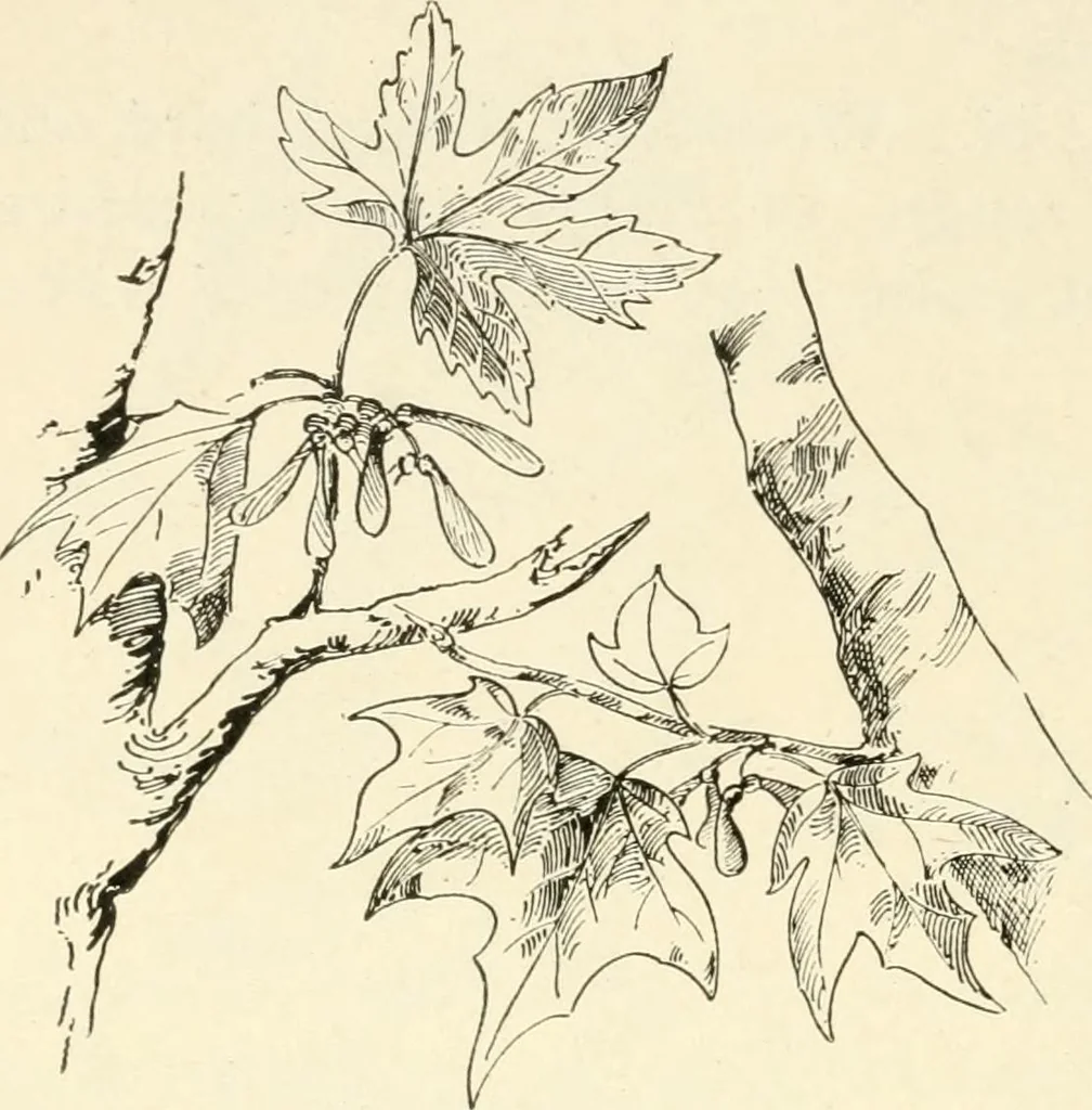 An illustration from Woodwork for secondary schools; a text-book for high schools and colleges, prevocational and elementary industrial schools, 1916, leaf 25