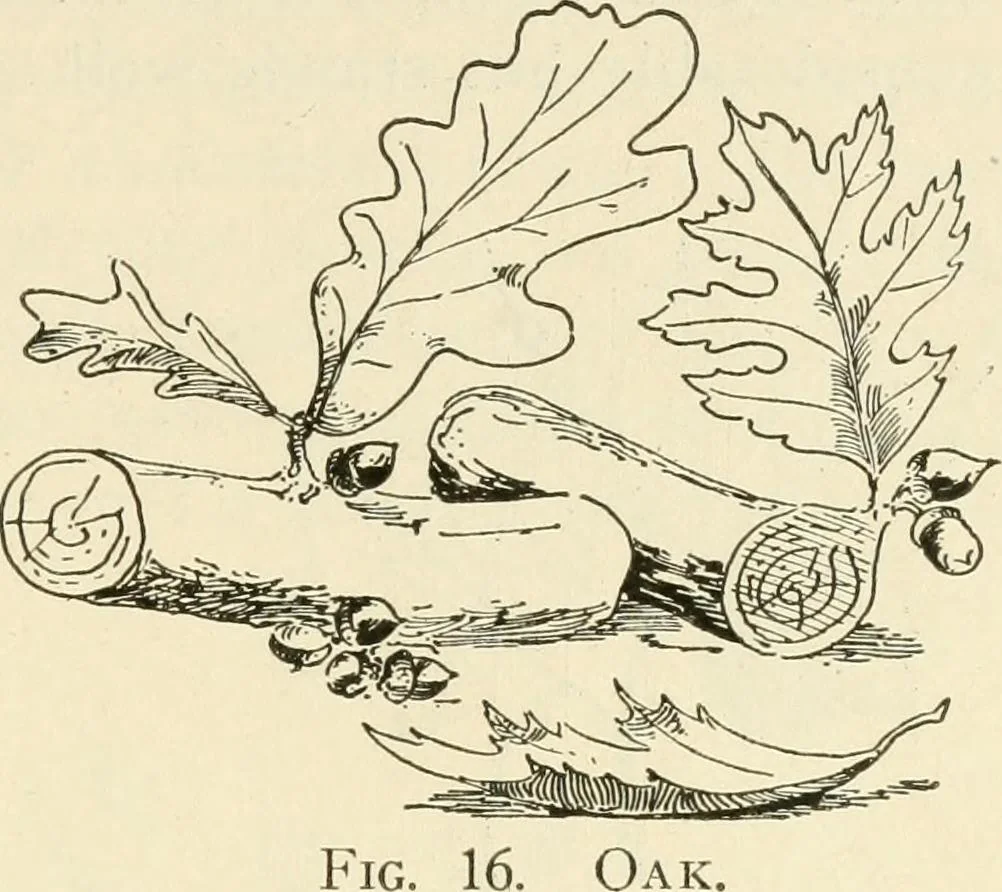 An illustration from Woodwork for secondary schools; a text-book for high schools and colleges, prevocational and elementary industrial schools, 1916, leaf 26