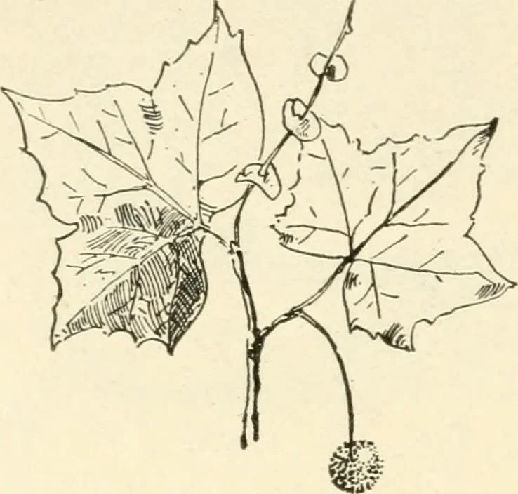 An illustration from Woodwork for secondary schools; a text-book for high schools and colleges, prevocational and elementary industrial schools, 1916, leaf 27
