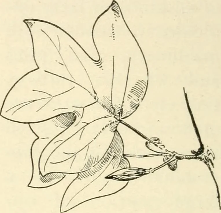 An illustration from Woodwork for secondary schools; a text-book for high schools and colleges, prevocational and elementary industrial schools, 1916, leaf 27