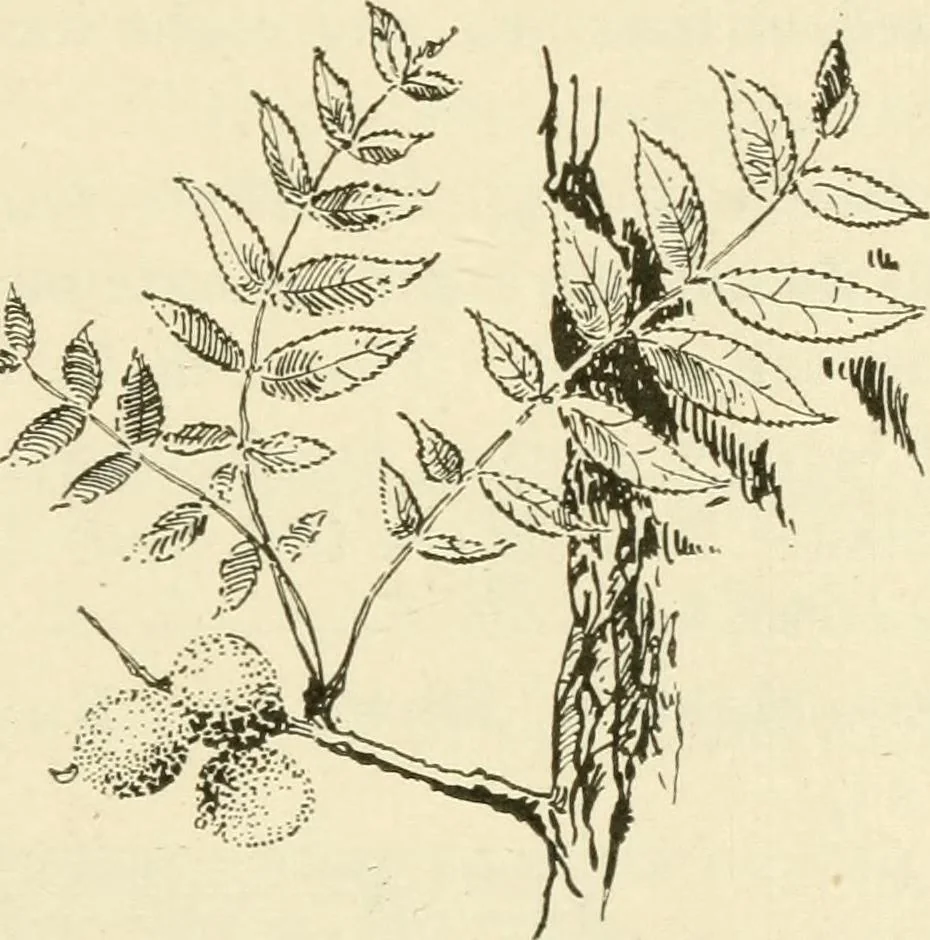 An illustration from Woodwork for secondary schools; a text-book for high schools and colleges, prevocational and elementary industrial schools, 1916, leaf 28