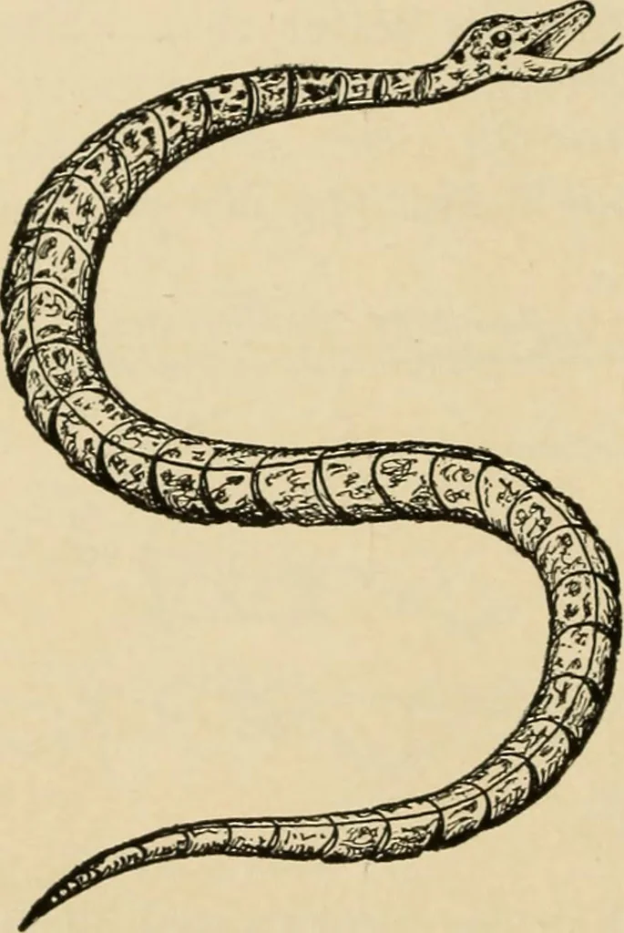 An illustration from Woodworking for beginners; a manual for amateurs, 1900, leaf 123