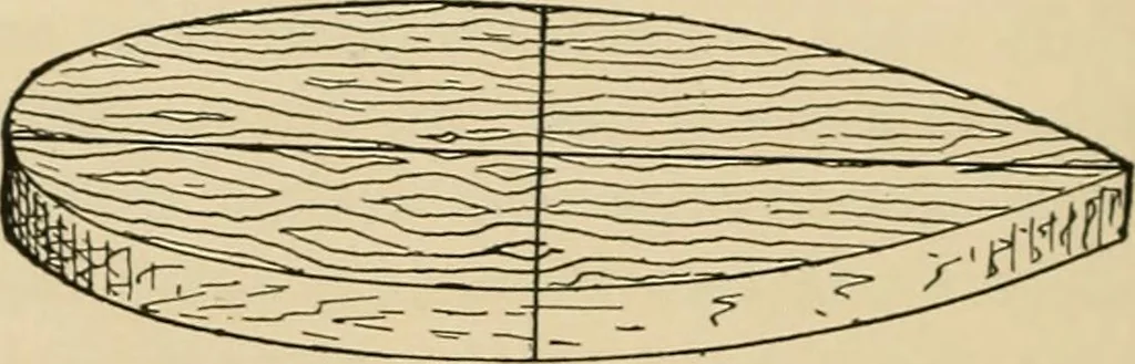 An illustration from Woodworking for beginners; a manual for amateurs, 1900, leaf 249